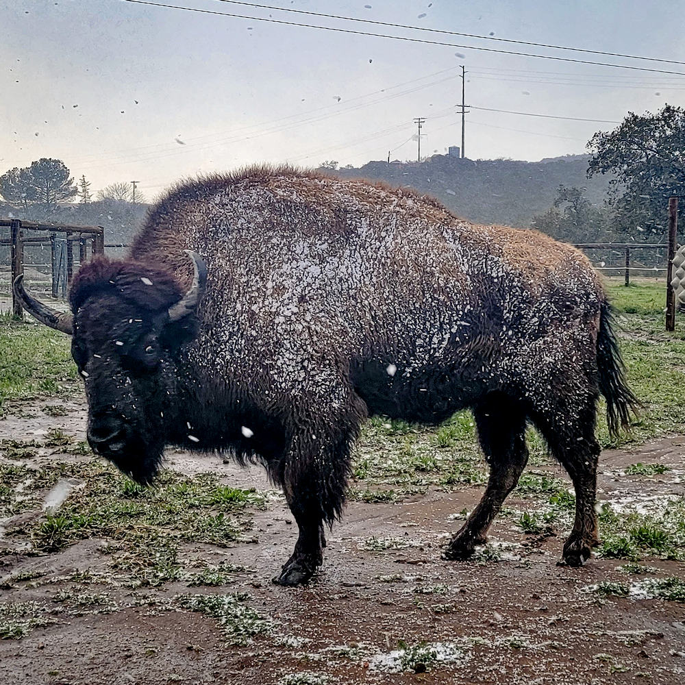 Cheyenne American Bison in Snow