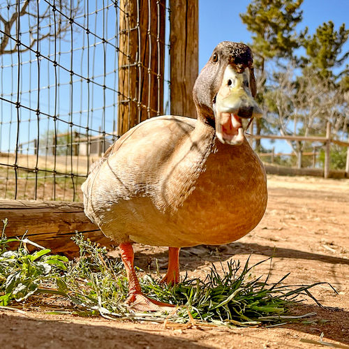 Daisy Duck in The San Diego Animal Sanctuary and Farm