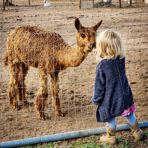 Girl with Alpaca The San Diego Animal Sanctuary and Farm