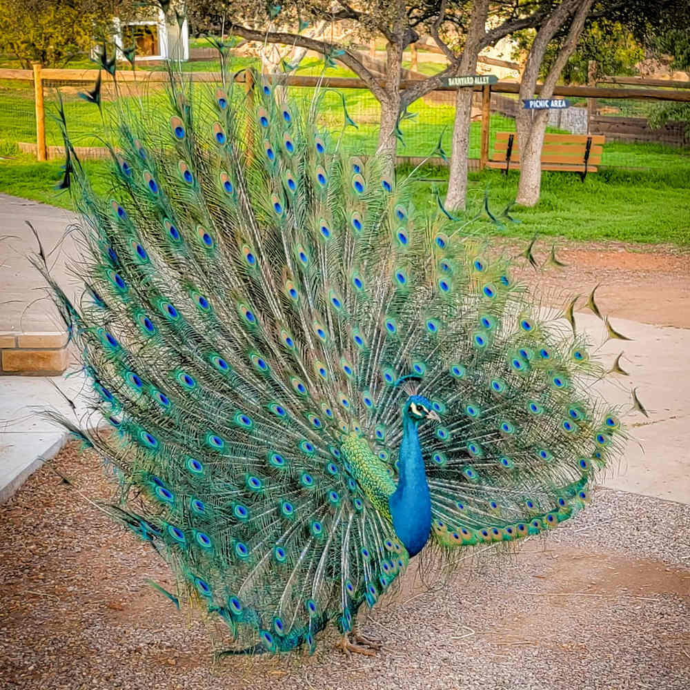 Peacock Showing Off at the Farm