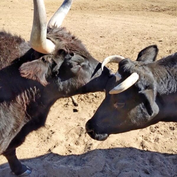 The Farm - The San Diego Animal Sanctuary And Farm