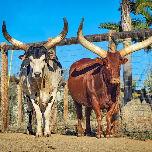 The San Diego Animal Sanctuary and Farm