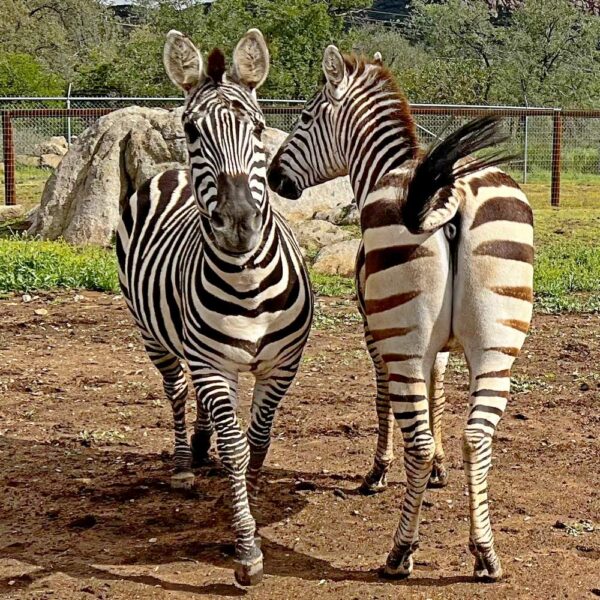 Zebra - The San Diego Animal Sanctuary And Farm™