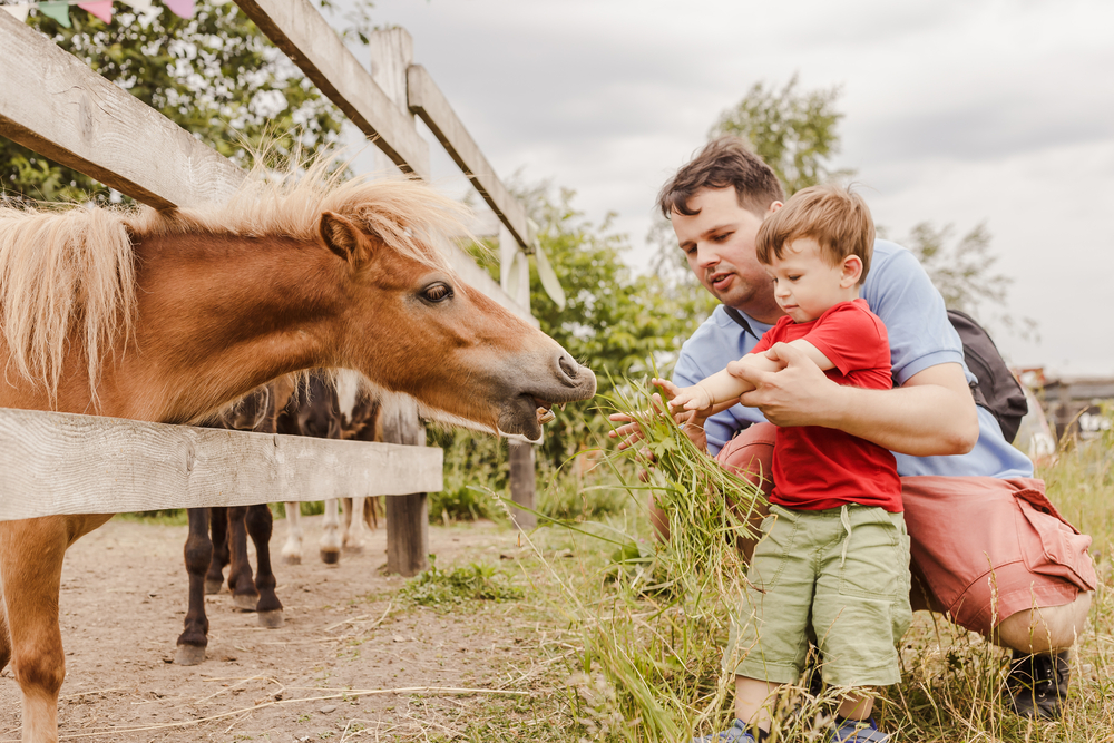 Toddler boy and his father feeding pony horse at animal sanctuary