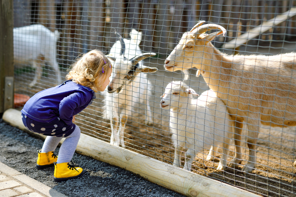 3 Reasons to Take Your Kids to an Animal Sanctuary this Summer - Animal Sanctuary & Farm 2023