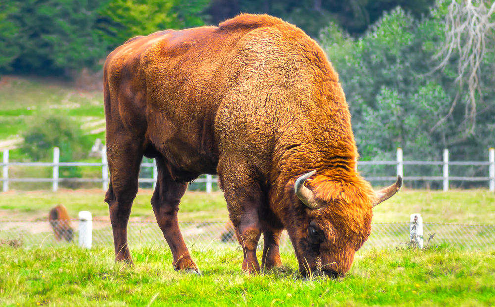 Bison in Animal Sanctuary [Animal Sanctuaries 101 Understanding Their Mission and Importance]