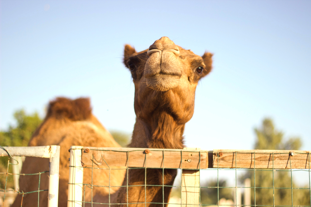 Camel at Animal Sanctuary