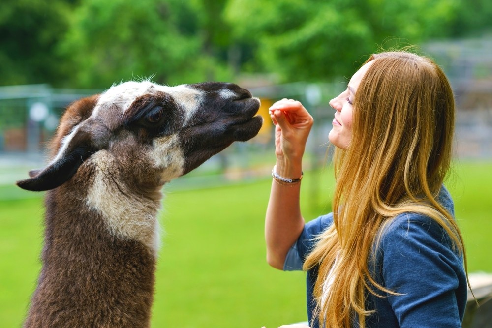 How Animal Sanctuaries Can Help You Release Stress