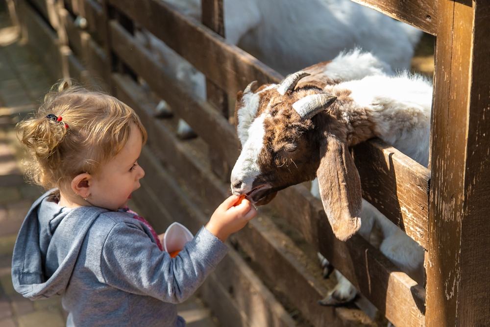 Kid feeding animal in animal sanctuary