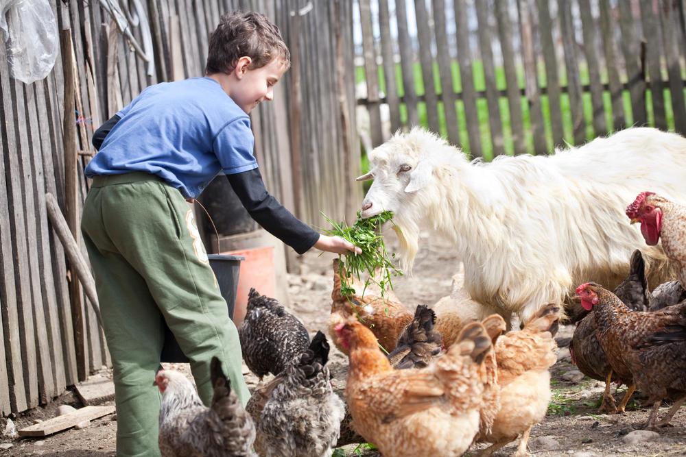 Top 5 Things Kids Learn from Visiting an Animal Sanctuary