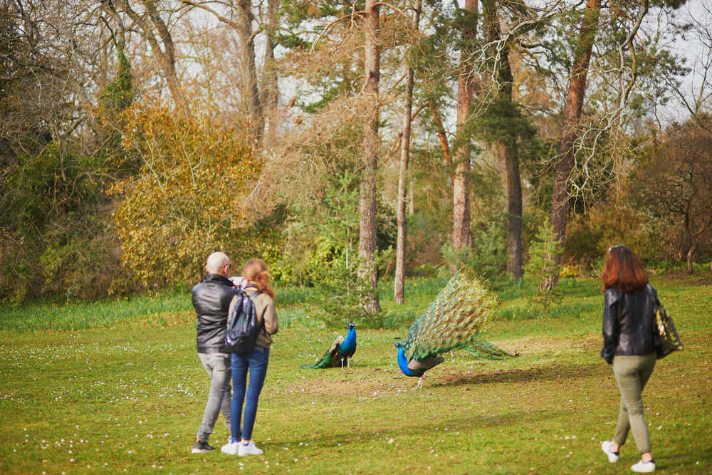 5 Fun Facts About Peacocks