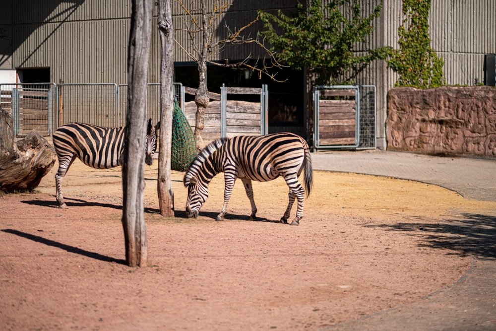 What Types of Animals Can You See at a Sanctuary?