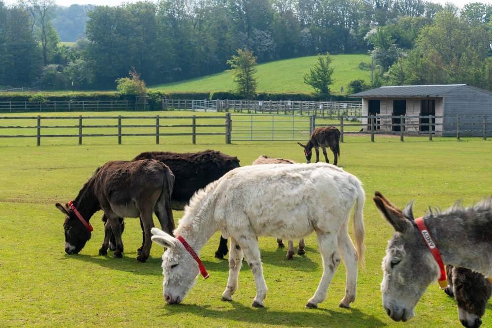 Why Visiting an Animal Sanctuary is a Fun and Unique Experience