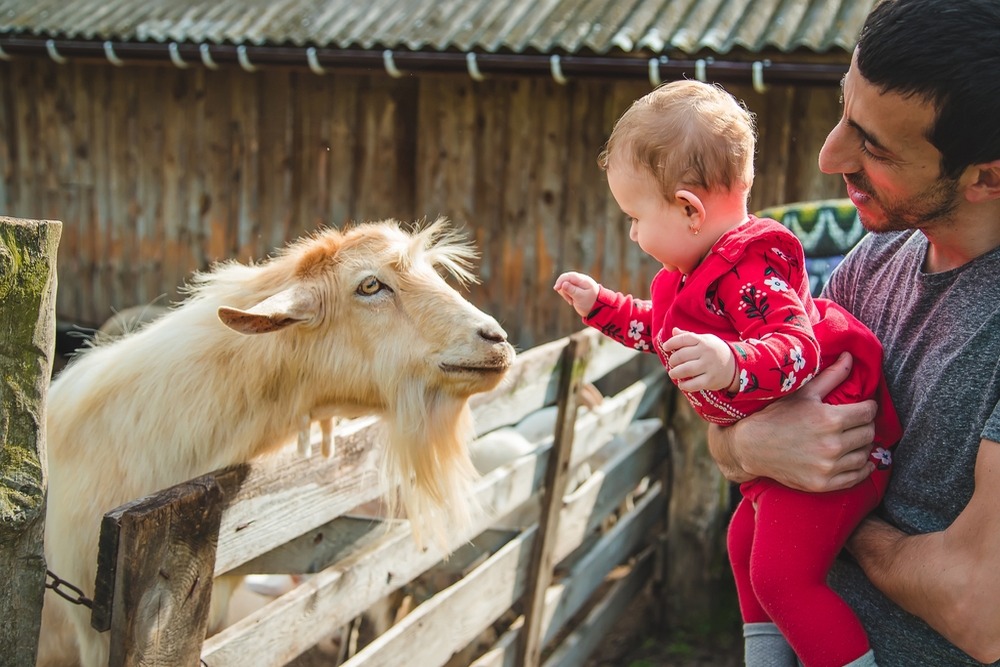 How Animal Sanctuaries Provide an Educational and Fun Family Day Out