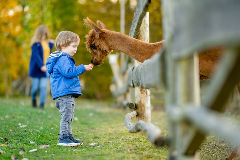 What Animals Can I See at an Animal Sanctuary?